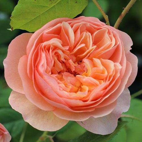 E-commerce, vendita, rose, in, vaso rose nostalgiche - giallo - Rosa Eveline Wild™ - rosa intensamente profumata - PhenoGeno Roses - ,-